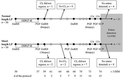 Pilot Study to Evaluate the Association Between the Length of the Luteal Phase and Estrous Activity Detected by Automated Activity Monitoring in Dairy Cows